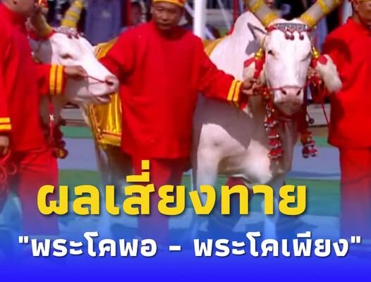 ผลเสี่ยงทาย “พระโคพอ – พระโคเพียง”ปีนี้กิน น้ำ หญ้า เหล้า