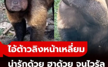 ไอ้ต้าว “ลิงหน้าเหลี่ยม” ไวรัลไปทั่ว เพราะหน้ามันเป็นสี่เหลี่ยมจริงๆ สรุปคือลิงอะไร?