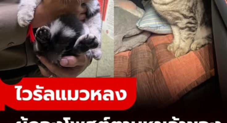 ไวรัลแมวหลง “ผู้กองดา” โพสต์ตามหาเจ้าของ น้องโดนข้อหา “พยายามสวบเจ้าพนักงาน”