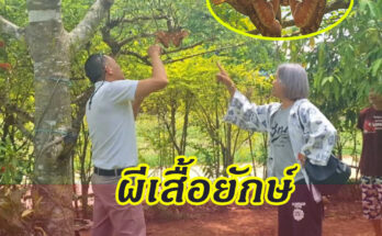 ผีเสื้อหนอนใบกระท้อน หรือ ผีเสื้อยักษ์