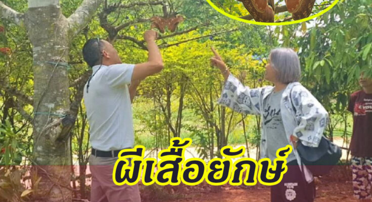 ผีเสื้อหนอนใบกระท้อน หรือ ผีเสื้อยักษ์